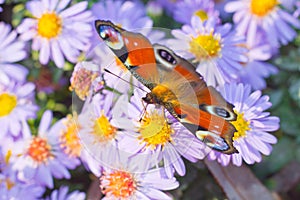 Peacock butterfly foraging on flower