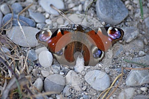 Peacock butterfly