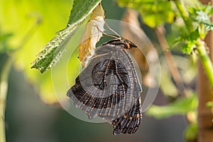 Peacock butterfly hanging upside down after emerging from chrysalis, eclosion, to dry out and straighten wings