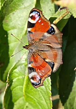 Peacock Butterfly (Inachachis io)