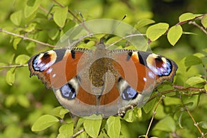 Peacock Butterfly - Inachis io