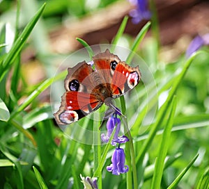 Peacock Butterfly (Inachis io