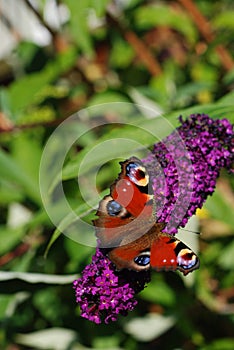 A peacock butterfly (Inachis io)