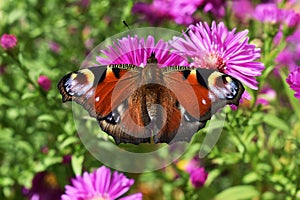 Peacock butterfly (Inachis io) on autumn asters flowers