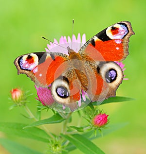 Peacock Butterfly (Inachis Io) on a Bushy Aster (A