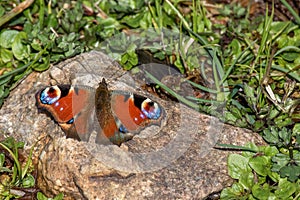 The peacock butterfly Inachis io