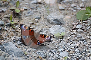 Peacock butterfly (Inachis io) resting on the gravel