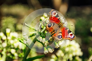 Peacock butterfly inachis io sit on white flower blossom with open wings