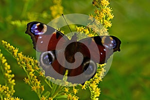 Peacock butterfly or Inachis io in summer on flower