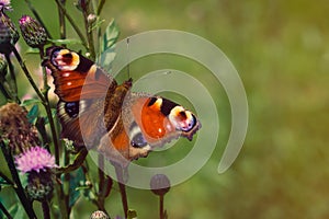 Peacock butterfly on knapweed plant