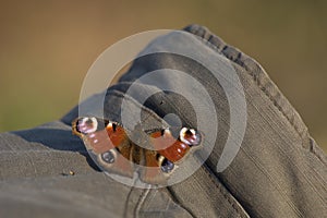 Peacock Butterfly landed on the jacket Photographer