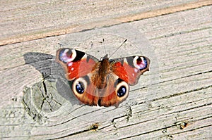 Peacock butterfly (Latin name: Inachis io)