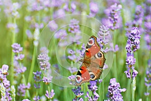 Peacock Butterfly on Lavender