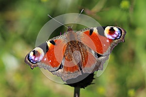 Peacock butterfly on meadow - detail