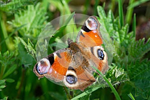 Peacock butterfly among nettle plants