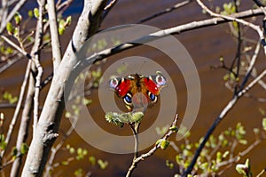 Peacock butterfly Nymphalidae Inachis io