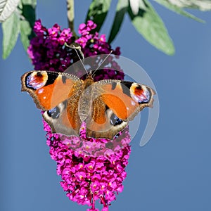 Peacock butterfly with open wings sitting on flowering pink butterflybush - Buddleja davidii - in summer garden.