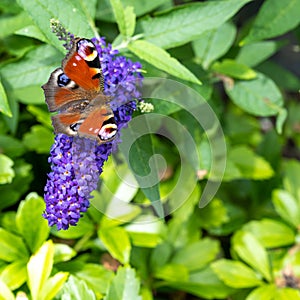 Peacock butterfly with open wings sitting on flowering violet butterflybush - Buddleja davidii - in summer garden.