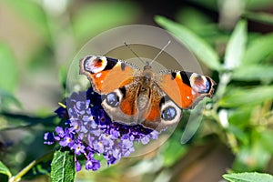 Peacock butterfly with open wings sitting on flowering violet butterflybush - Buddleja davidii - in summer garden.