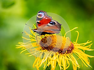 Peacock butterfly