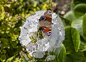 A peacock butterfly perched on a mound of phlox flowers