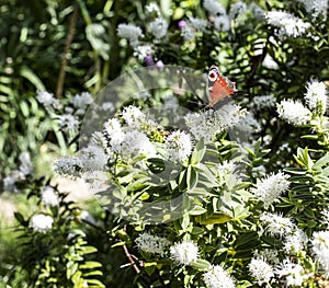 Peacock butterfly on white hebe flower photo