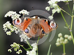 Peacock butterfly perching on cow parsley