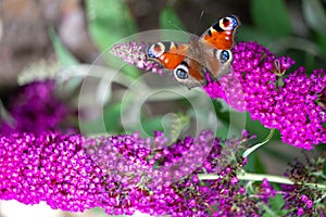 Peacock butterfly on pink butterflybush - Buddleja davidii , aglais io, european peacock butterfly sitting on flowering bush