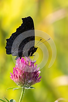 Pavo real mariposa sobre el rosa trébol flor 
