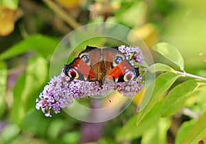 Peacock butterfly pollinating on the flowers of Lochinch.