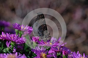 Peacock butterfly on purple aster flower.