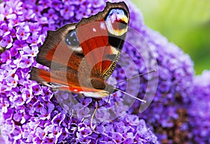 A Peacock Butterfly on a Purple Flower