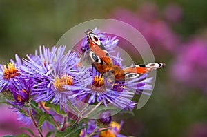 Peacock butterfly on purple flowers photo