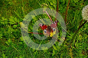 Peacock Butterfly with Ragged Wings on a Dandelion Flower
