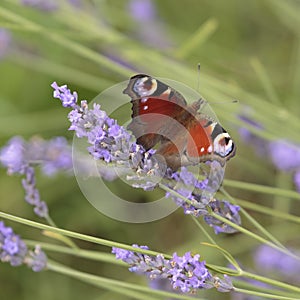 A Peacock Butterfly on resting on Lavender