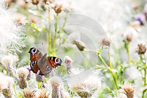 peacock butterfly rests on some thistles in seed