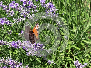 Peacock butterfly in rows of lavender