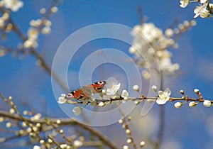 Peacock butterfly (scientific name Aglais io ) on Blackthorn blossom (scientific name Prunus spinosa ).