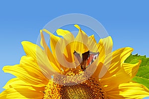A peacock butterfly sits on a yellow sunflower against blue sky on a summer day.