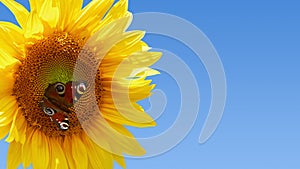 A peacock butterfly sits on a yellow sunflower against blue sky on a sunny summer day