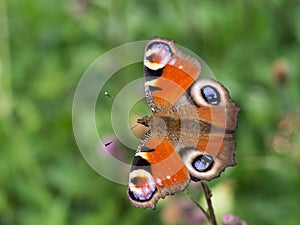 Peacock butterfly sittig on a plant