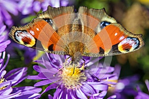 Peacock butterfly sitting on blueflower