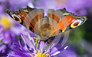 Peacock butterfly sitting on blueflower