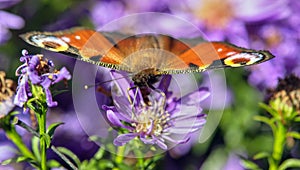 Peacock butterfly sitting on blueflower