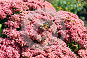 Peacock butterfly sitting on a bright red bush of sedum flowers