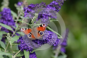 Peacock butterfly sitting on purple flowering butterfly bush - Buddleja davidii