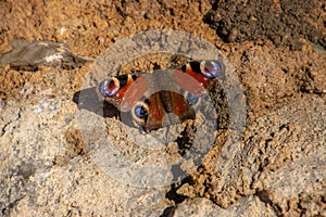 Peacock butterfly sitting on a stone wall, also called Aglais io