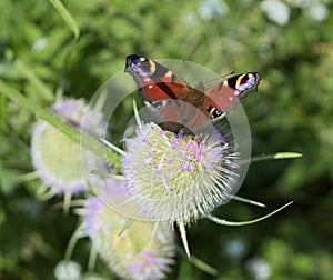 Peacock butterfly on teazel