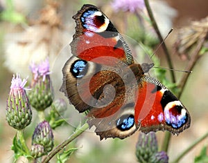 Peacock Butterfly on a Thistle Flower