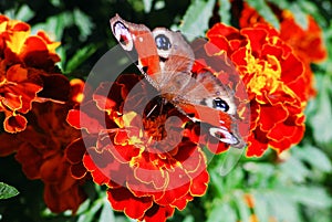 Peacock butterfly (Vanessa io) on tagete flower photo